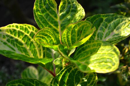 Leaves nature leaf veins photo