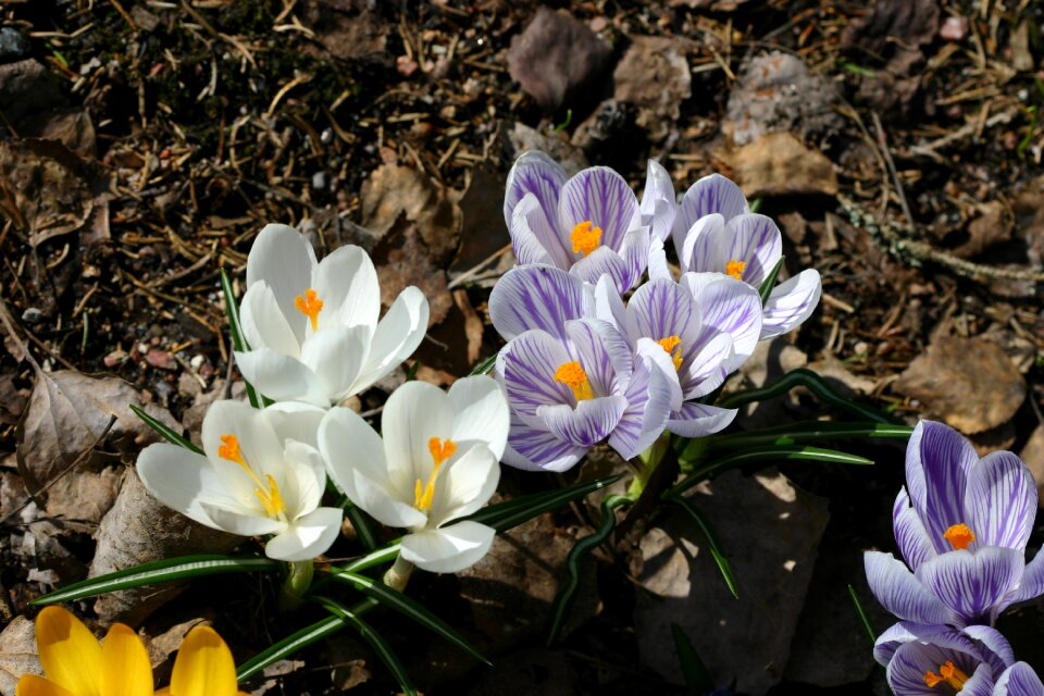 Crocus thriving easter