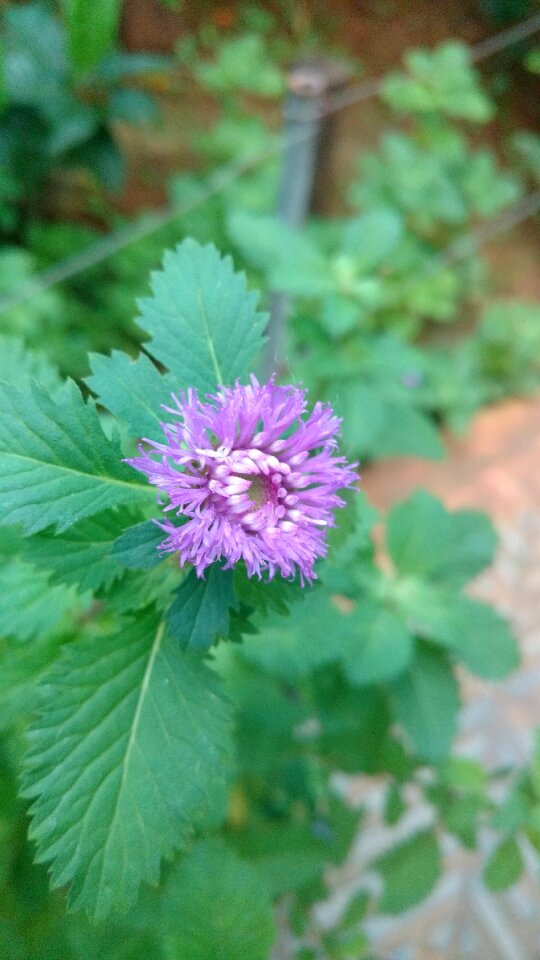 Leafs flower plants photo