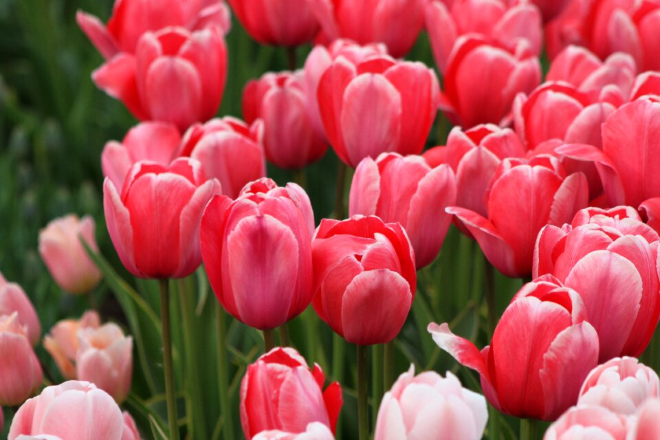 Plant garden color