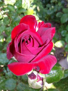 Blossom bloom rose blooms