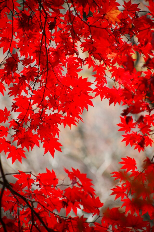 Wood the leaves leaves