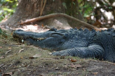 Animal wild alligator