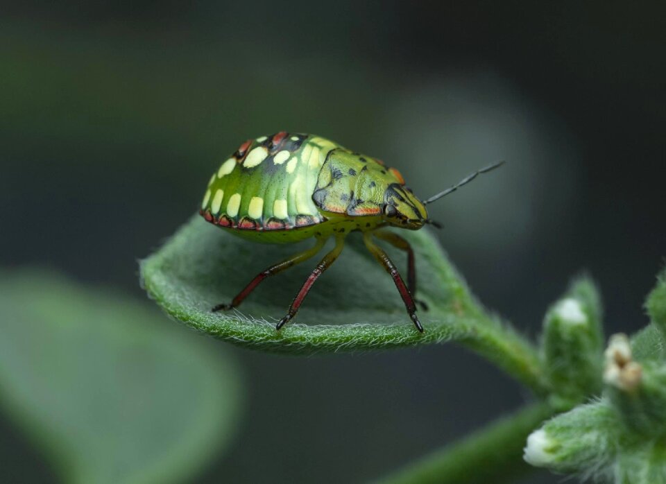 Animal invertebrate biology