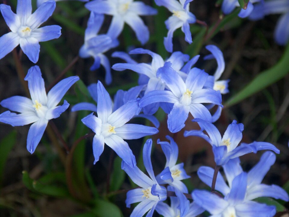 Garden petal floral photo