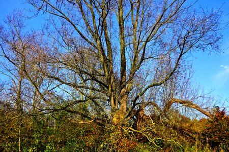 Autumn tree deciduous spreading branches