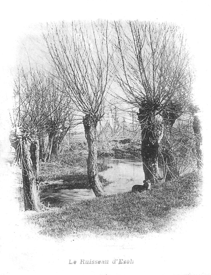 Esch Houblonnière Chien