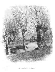 Esch Houblonnière Chien