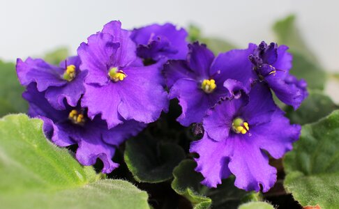 Violet sheet indoor plant photo