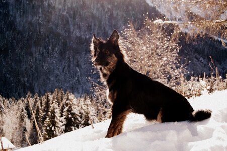 Black dog snow mountain