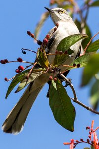 Sinsonte tree nature photo