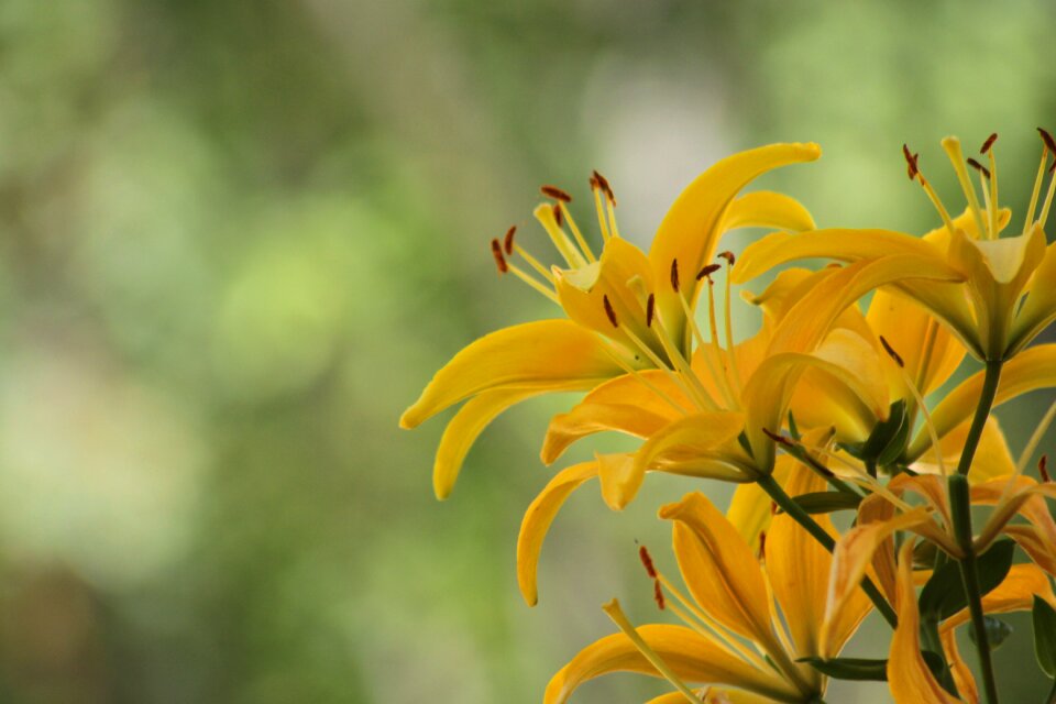 Summer outdoors background