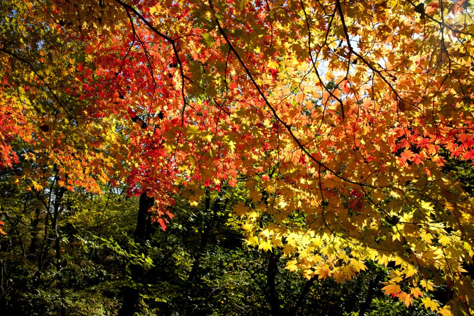 Wood the leaves leaves photo