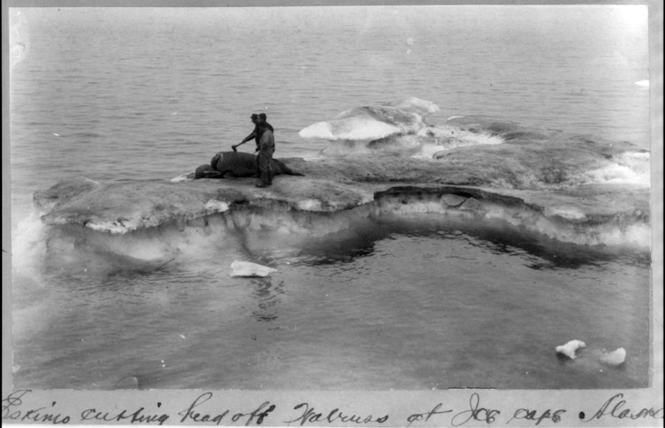 Eskimo cutting head off walrus at Ice Cape, Alaska LCCN2002714997