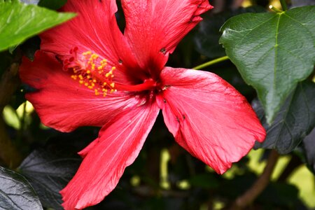 Bloom flower plant