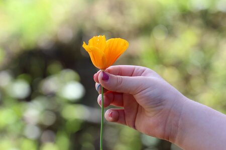 Yellow petal plant