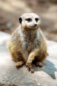 Nature animal meerkat photo