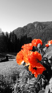 Alps white black plants