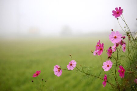 S hayfields rural areas