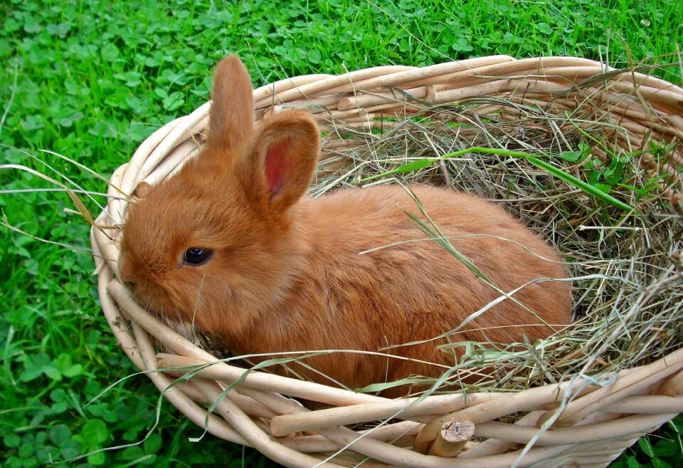Charming lawn shopping cart