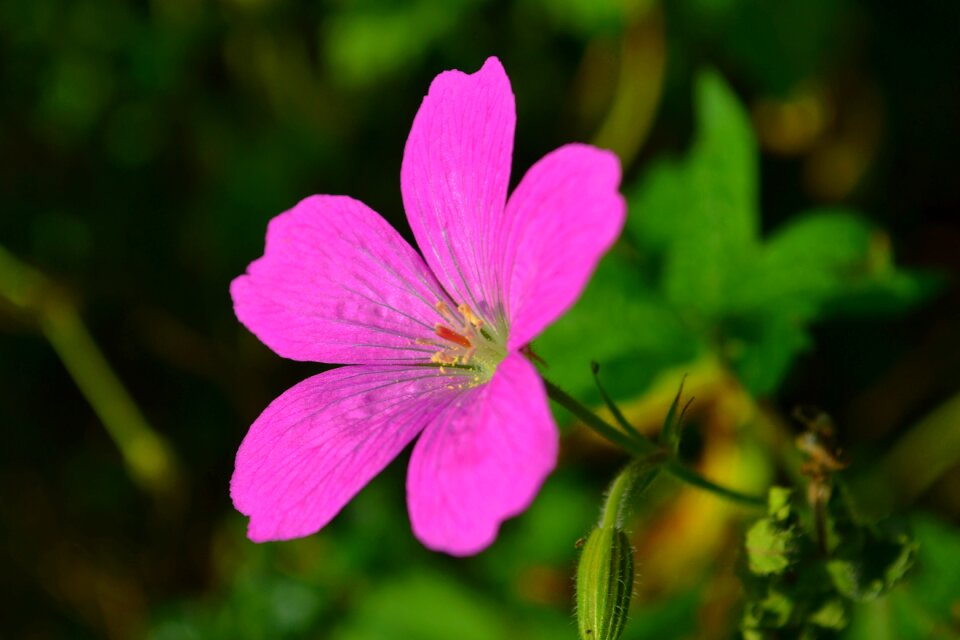 Garden delicate flower summer