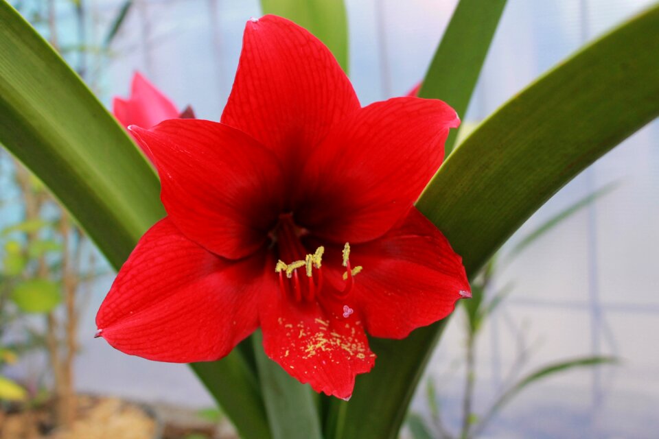 Red flower blossom