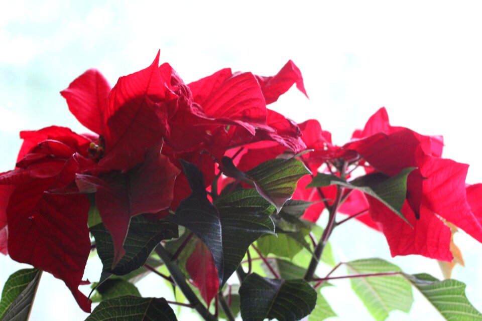 Red flower plant