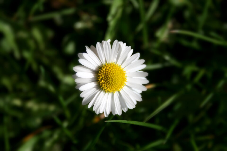 Flower grass daisy
