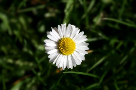 Flower grass daisy