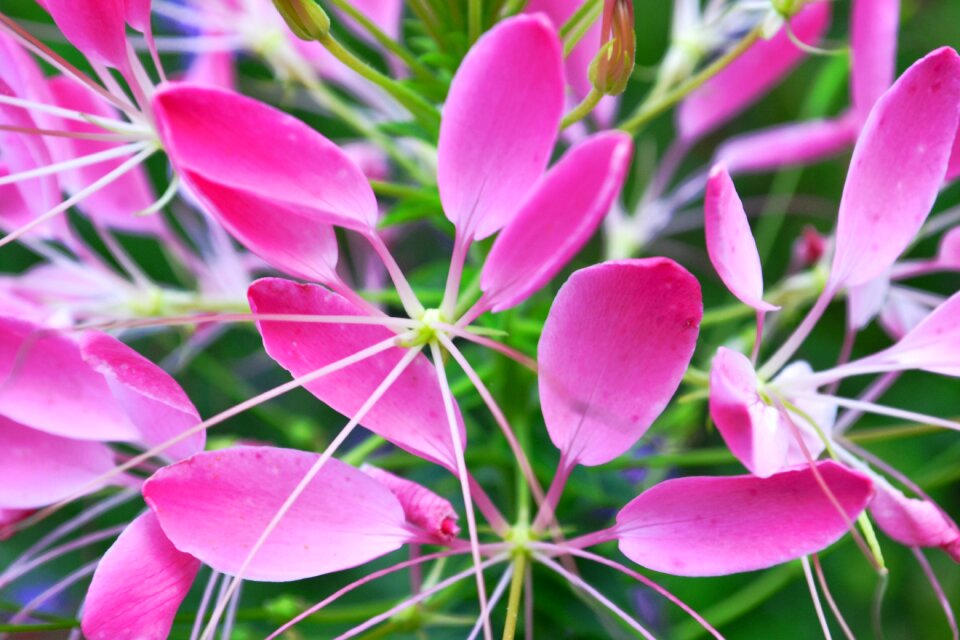 Flower garden pink