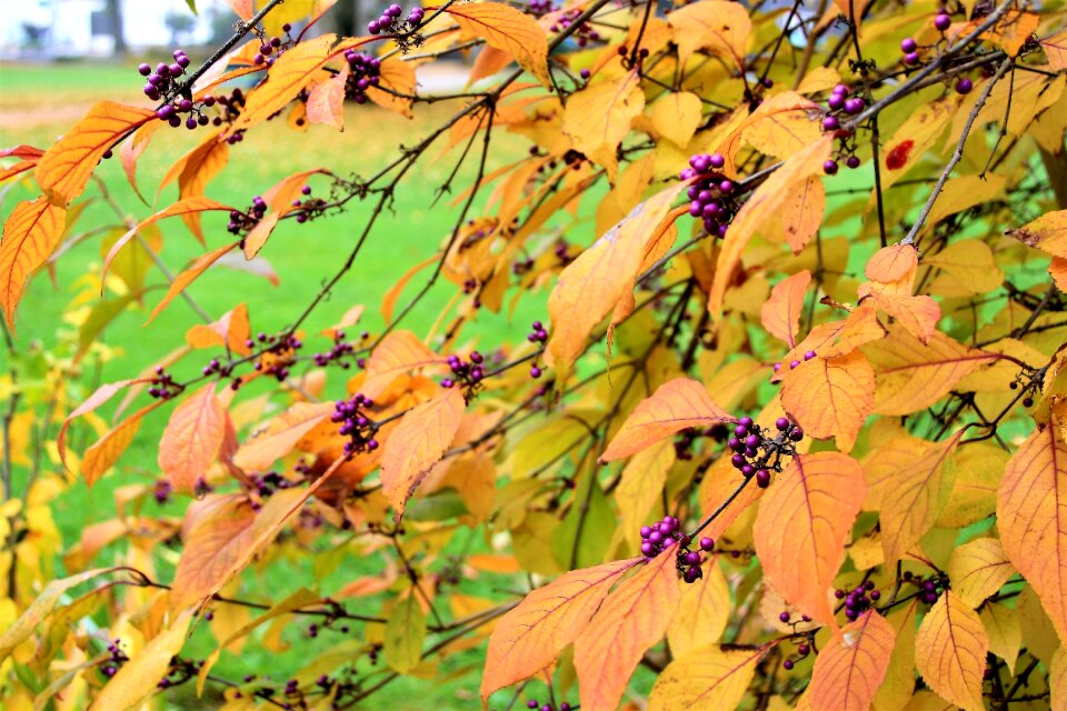 Branch violet balls