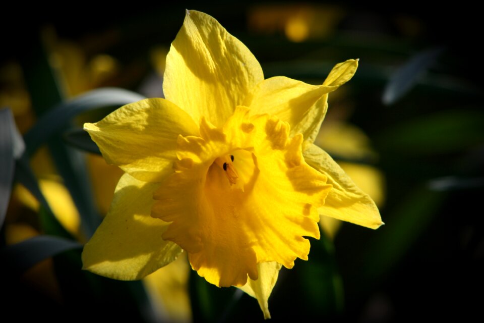 Leaf garden narcissus photo