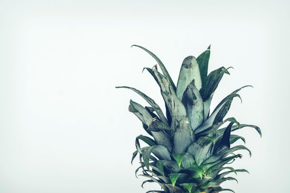 Sheet desktop background fruit