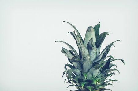 Sheet desktop background fruit