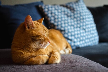 Lying cat dream domestic cat photo