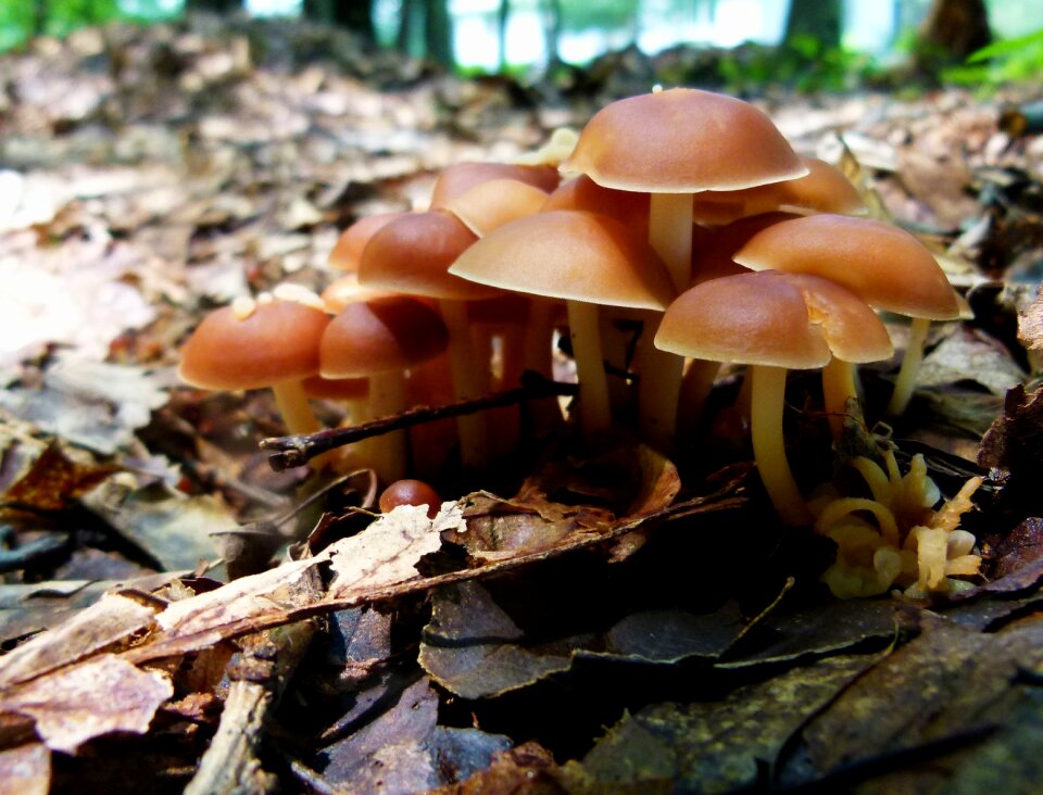 Mushroom fungus forest