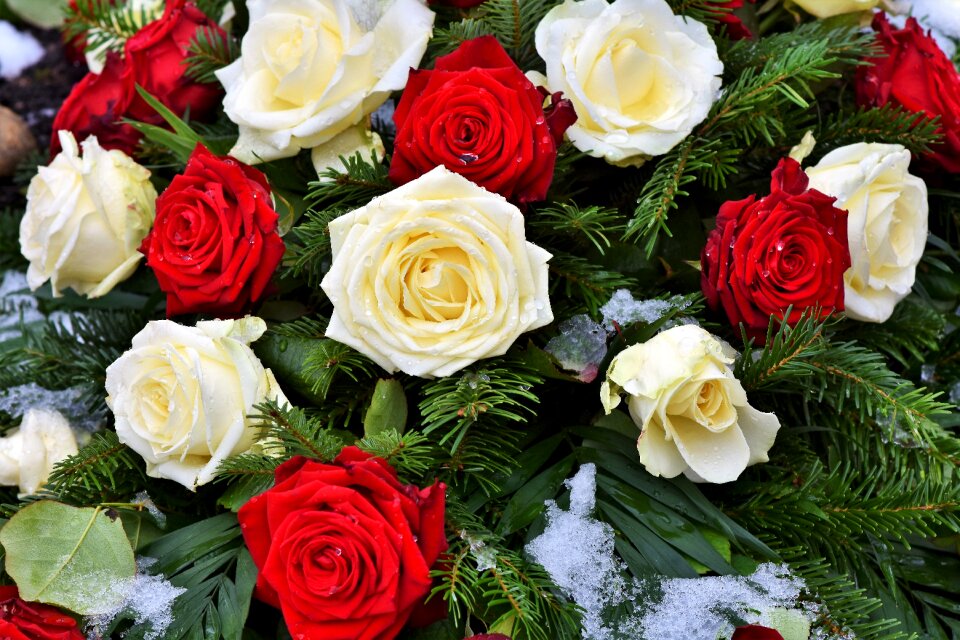 Red rose floribunda red