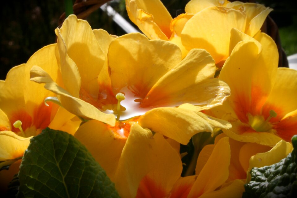 Plant garden primrose
