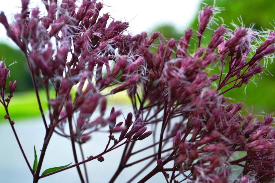 Plant nature blossom