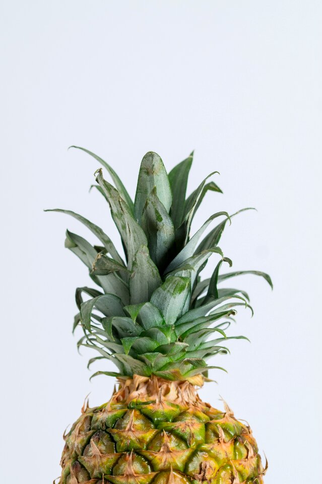 Plant food isolated