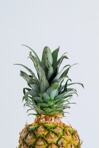 Plant food isolated