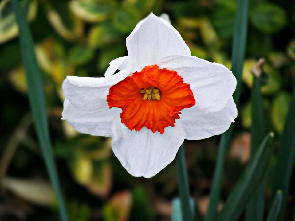 Nature plant blooming