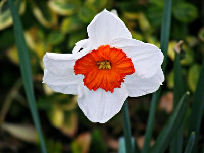 Nature plant blooming