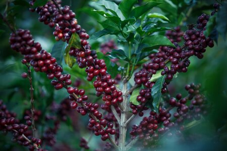 Coffee coffe coffee beans photo