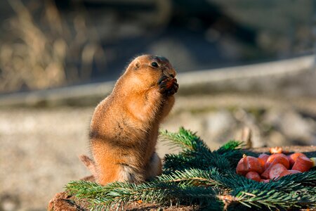 Zoo tiergarten nature animal world