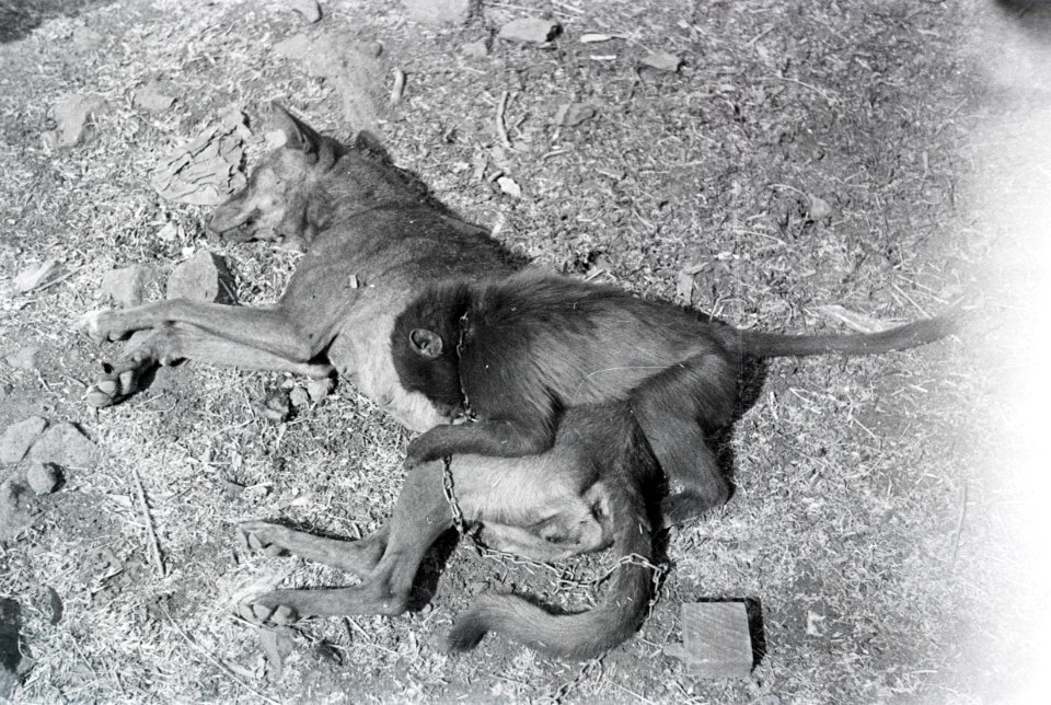 ETH-BIB-Affe und Hundemutter-Abessinienflug 1934-LBS MH02-22-1188