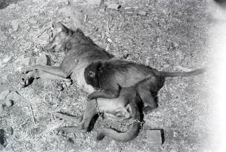 ETH-BIB-Affe und Hundemutter-Abessinienflug 1934-LBS MH02-22-1188