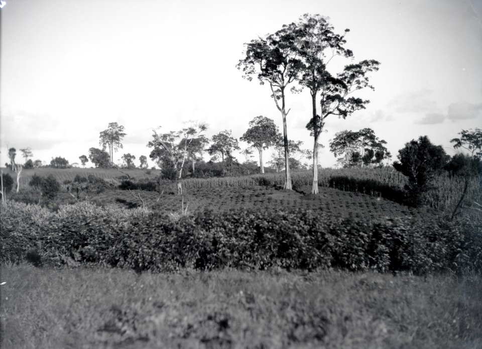 ETH-BIB-Afrikanisches Landwirtschaftsland-Kilimanjaroflug 1929-30-LBS MH02-07-0256