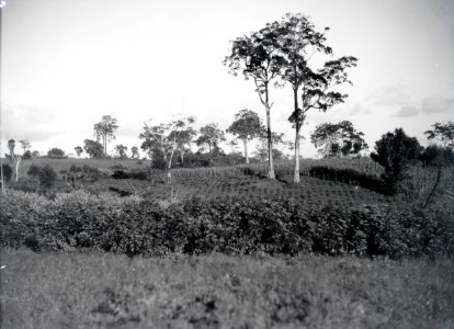ETH-BIB-Afrikanisches Landwirtschaftsland-Kilimanjaroflug 1929-30-LBS MH02-07-0256