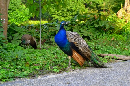 Animal feather blue